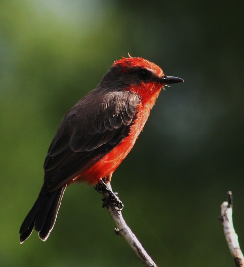 Steve Turner Profile