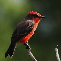 Steve Turner (@arivaca) 's Twitter Profile