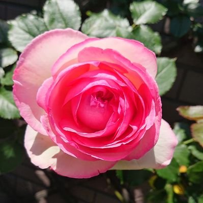 きゃんこ カクテルは元気をもらうバラですね 大好きです クロッシェ 知りませんでした とっても可憐なバラですね 咲いたらお写真アップしてくださいね 地植えのアンジェラとマダムイザアックペレールのアーチがとっても綺麗なんですよ 咲い きゃんこ カクテルは元気をもらうバラですね 大好きです クロッシェ 知りませんでした とっても可憐なバラですね 咲いたらお写真アップしてくださいね 地植えのアンジェラとマダムイザアックペレールのアーチがとっても綺麗なんですよ 咲い