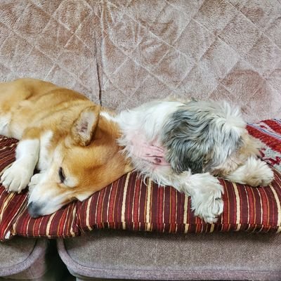 PrJPOjodTMUoiNI's profile picture. ミニチュアシュナウザー(バロン)、保護犬プードル(アルク)、繁殖引退犬コーギー(イバラ)を飼ってます。プードル(デスラー)は2022年10月16日、アフガンハウンド(クロエ)は2023年6月19日、シーズー(マサムネ)は2,023年9月13日、コーギー(ネネ)は2023年12月22日🌈の国に転勤しました。