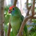 Rare Species Conservatory Foundation (@rscfusa) Twitter profile photo Rare Species Conservatory Foundation (@rscfusa) Twitter profile photo