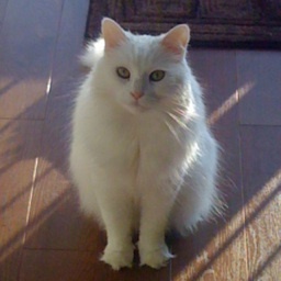 DejaTweeted's profile picture. Fluffy, my little 10-year-old angel. Sadly went OTRB on July 2th, 2016