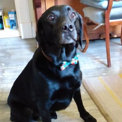 ELandseal's profile picture. no