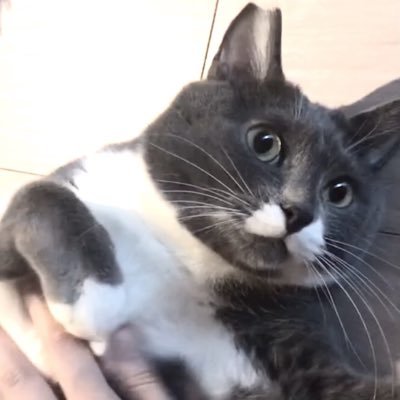 シオンくん プーマみたい と思って並べたら全然違った プーマ猫 もっちり猫 プーマ プーママスク 保護猫 シオンくん Puma プーマスニカー プーマジャージ