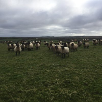 Expressway Madness In These Cornish Fields 🍃🐑🍃