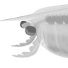IV757975026's profile picture. Just a fan of prehistoric soft-bodied invertebrate. Please point out my mistakes when you find.