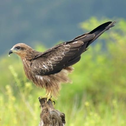 VishnuP45399018's profile picture. one day all my dream will come true