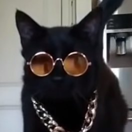 cool_cat_moment Profile Picture