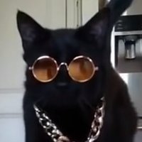 a cool cat(@cool_cat_moment) 's Twitter Profile Photo