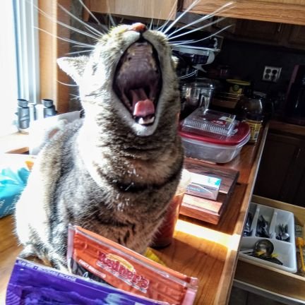 astigmafocus's profile picture. I'm the church mouse that squeaks loudly when I see injustice taking place. Heavy metal thunder rules! Cats! Family!  #LGBTQ #RESIST #liberal #BLM #neverTrump