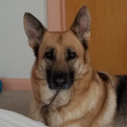 jaguarangel's profile picture. 