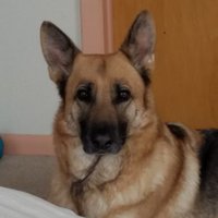 Zebu (@jaguarangel) 's Twitter Profile Photo