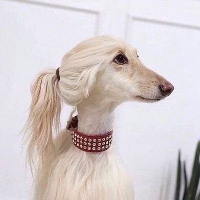 ByPsFvILB8SPCOM's profile picture. Я крутой