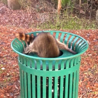 kaos_pad's profile picture. 10 pounds of ass in a 5 pound butt.