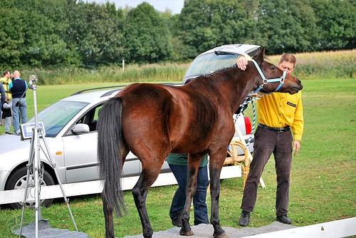 Niet met uw paard naar de weegschaal, maar de weegschaal naar uw paard. Inclusief laser-meting etc.