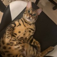 emongg (@emonggtv) 's Twitter Profile