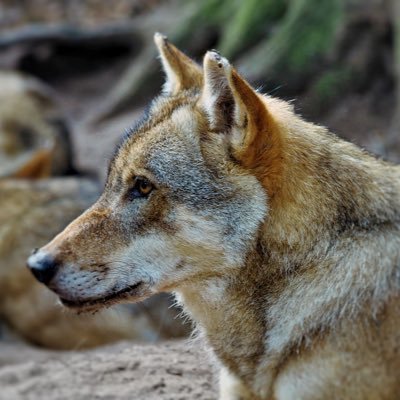 Kenobi_Jinn's profile picture. Aktiver und begeisternder VfL Wolfsburg Fan, mag Hobbyfotografie,  Film-Soundtracks Hörer, Filmliebhaber (ausser Horror und Trash-Filme) und Star Wars Fanboy.