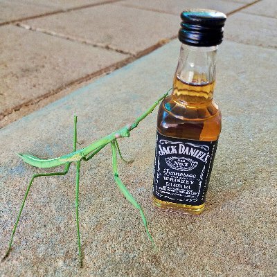 yourrambo's profile picture. born in Australia 🇦🇺 but can't be Australian. Welcome To Woke