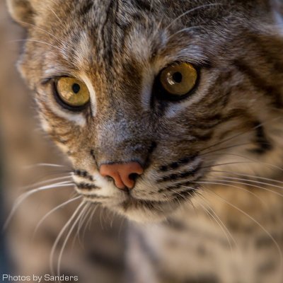 patrciarjenkins's profile picture. Work at CuriOdyssey, a zoo & science education center. Believe education can change the world. Sharing what I find interesting: design, science, art and animals