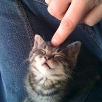 𝐆üℓ (@gul_krmn02) Twitter profile photo