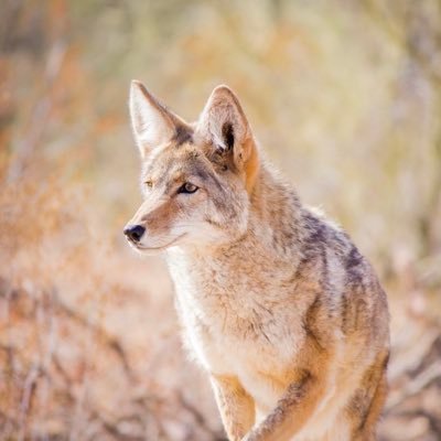 Desert Museum Profile