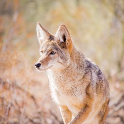 The Arizona-Sonora Desert Museum is a world-renowned zoo, natural history museum, art gallery, aquarium, and botanical garden, all in one place! #DesertMuseum