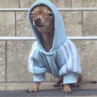 Irene (@irenisimaa) 's Twitter Profile