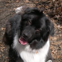Bruce Goode (@brucelanegoode) 's Twitter Profile