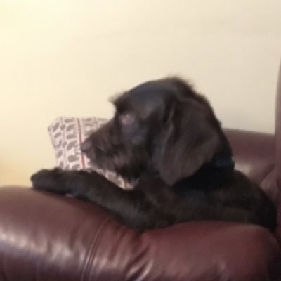 raventimr's profile picture. Ravens, O's, and all things B'More.