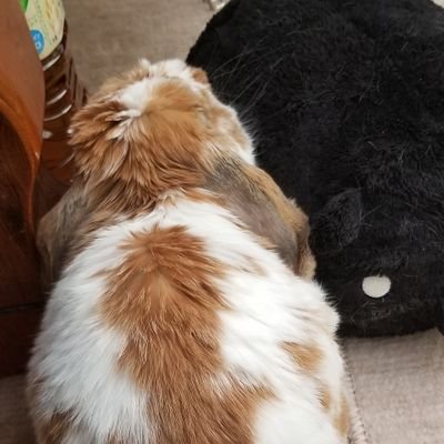 北の街にいる

好きなものを雑多にぽちぽちします