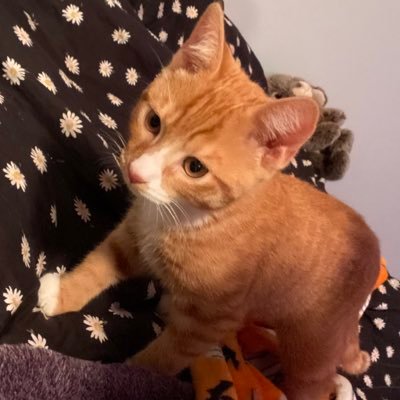 i am Cube. I am a cuute babey, but also handsom man. am 5year old! littl sister Venus (aka Mimi) apperances. Mimi iz 3 month yonger Than me :) #tortiesquad
