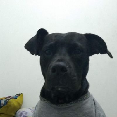 monicabanolmvz's profile picture. Soy MVZ 

Crespos🐑