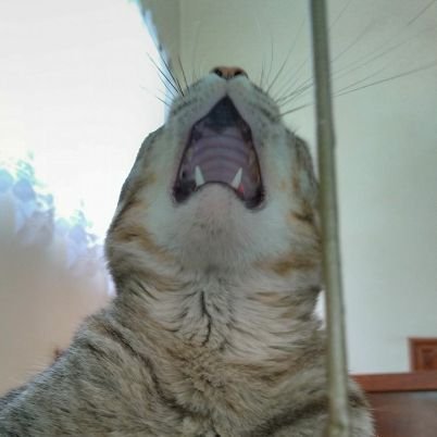 iusromanum's profile picture. Eu só queria comer hamburg.