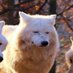 Sapere aude! (@saperea71147610) Twitter profile photo Sapere aude! (@saperea71147610) Twitter profile photo