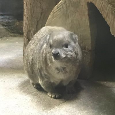 ヒコーキと動物とバレエが好きです  動物好きが高じて動物関係のお仕事してます