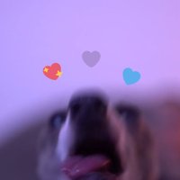 kermit’s blep (@kermitsblep) 's Twitter Profile