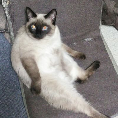 荒さんのプロフィール画像
