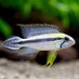 【熱帯魚・淡水魚】チャーム公式 (@charm_tropical) Twitter profile photo 【熱帯魚・淡水魚】チャーム公式 (@charm_tropical) Twitter profile photo