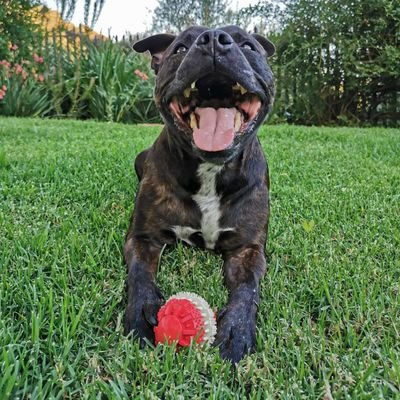 12yr young good boy. Permanently hungry. Oscar aka Pig aka Suede Sofa Hippo. Adopted into my forever home when I was 3 #adoptdontshop