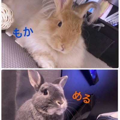 めるともか V Twitter 今日の めるともか 日記 めるさんがもかりんに会いに行く動画 仲悪すぎて 柵越しにバトってる お互い怪我しないように監視してます 2 は今日も 元気 です うさぎ ネザーランドドワーフ フレンチアンゴラ 親バカ日記 うさぎの
