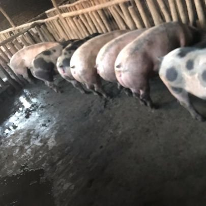 We do pig Farming and knowledge Management and Sharing