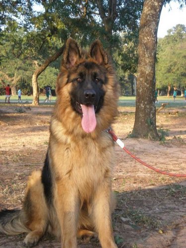 rexmenegildo's profile picture. soy un perro famoso protagonista de  una ex serie de tv.. ahora descanso molestando a mi amo @toroparetti dia y noche...