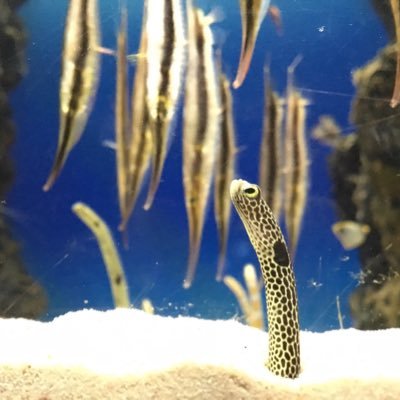 arupaka_megane's profile picture. 広島カープを死ぬまで応援します。ゲームはめちゃくちゃやってます。