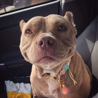 Abigdoggo (@abigdoggo) 's Twitter Profile