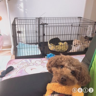 Inu_papa_mama13's profile picture. ゲーム🎮/EDM🦄/バイク🏍/車🚗/犬🐶B'z🎵/マイメロ💕が大好きな20代夫婦です💁‍♀️💁‍♂ ️🐶トイプードル ♂4才 プーとポメラニアン ♀生後5ヶ月 アリスを飼ってます🤓2匹の色々な姿をツイートしていこうと思ってます😆仲良くしてくれたら嬉しいです😆💕よろしくお願いします🥺🤲
