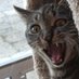 Cat Scratch Tweeter (@rant_lady) Twitter profile photo