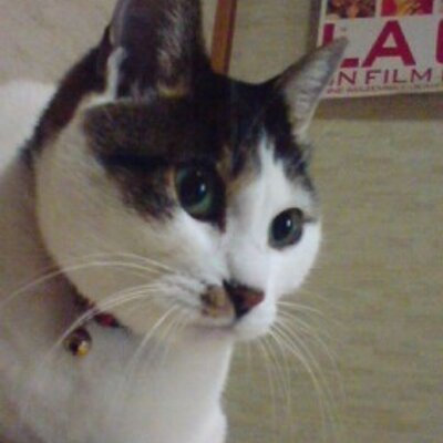 みーねこ ねこ肯定感 抱きまくら - 寝具の通販ならセシール(cecile)