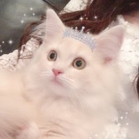 ラガマフィンのベル🐱🎀(@_s2_bell_) 's Twitter Profile Photo