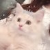 ラガマフィンのベル🐱🎀 (@_s2_bell_) Twitter profile photo ラガマフィンのベル🐱🎀 (@_s2_bell_) Twitter profile photo