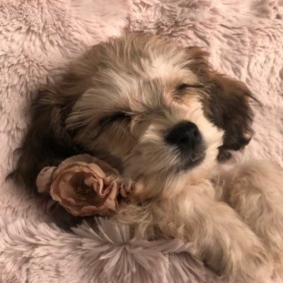 I’m a Happy Puppy 🐶 - mixed breed Chinese Crested Powder Puff & Poodle #crestepoo #puppylove #HappyPuppy #DogsOfTwitter #crestedpoo #PoodlePuff